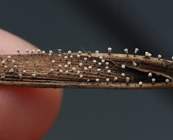 Attēlu rezultāti vaicājumam “Craterium leucocephalum”