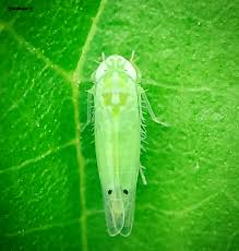 Attēlu rezultāti vaicājumam “Empoasca sp.”