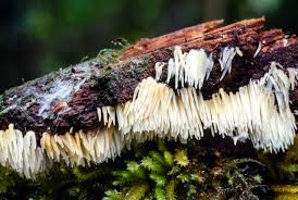 Attēlu rezultāti vaicājumam “Mucronella calva”