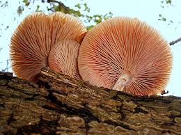 Attēlu rezultāti vaicājumam “Rhodotus palmatus”