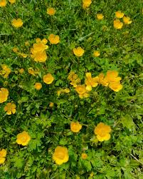 Attēlu rezultāti vaicājumam “Ranunculus bulbosus flower”