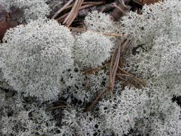 Attēlu rezultāti vaicājumam “Cladonia”