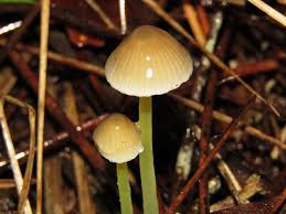 Attēlu rezultāti vaicājumam “Mycena epipterygia”