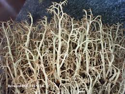 Attēlu rezultāti vaicājumam “Cladonia stygia”