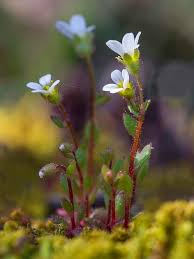 Attēlu rezultāti vaicājumam “Saxifraga tridactylites”