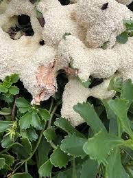 Attēlu rezultāti vaicājumam “Badhamia lilacina plasmodium”