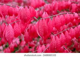 Attēlu rezultāti vaicājumam “Euonymus verrucosus leaf”