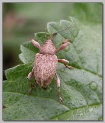 Attēlu rezultāti vaicājumam “Silpha obscura larva”