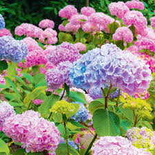 Attēlu rezultāti vaicājumam “Hydrangea arborescens”