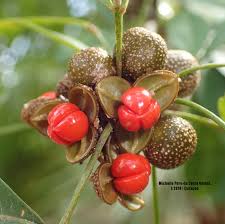 Attēlu rezultāti vaicājumam “Listera ovata fruit”