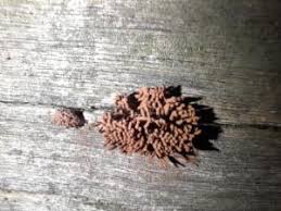 Attēlu rezultāti vaicājumam “Stemonitis virginiensis”