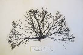 Attēlu rezultāti vaicājumam “Furcellaria lumbricalis”