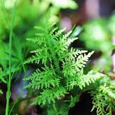 Attēlu rezultāti vaicājumam “Thuidium”