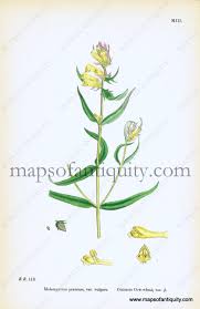 Attēlu rezultāti vaicājumam “Melampyrum pratense”