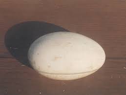 Attēlu rezultāti vaicājumam “Grus grus eggs”