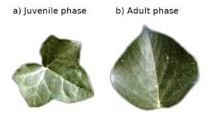 Attēlu rezultāti vaicājumam “Hedera helix  leaf”
