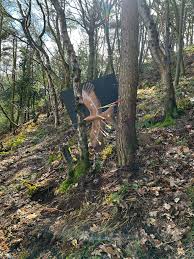 Image result for Row Brow Field Archery