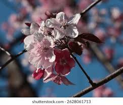 Attēlu rezultāti vaicājumam “Malus purpurea flower”
