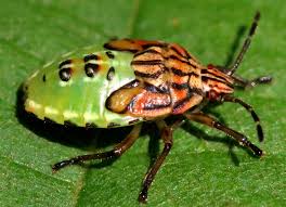 Attēlu rezultāti vaicājumam “Elasmucha grisea”