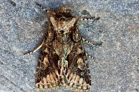 Attēlu rezultāti vaicājumam “Allophyes oxyacanthae”