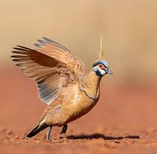 Attēlu rezultāti vaicājumam “Priobium carpini”