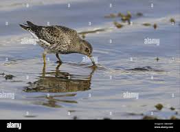 Attēlu rezultāti vaicājumam “Calidris maritima adult”
