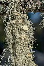 Attēlu rezultāti vaicājumam “Usnea filipendula”