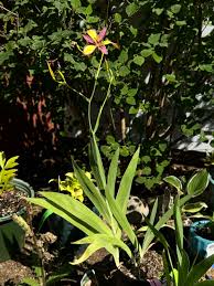 Image result for Pardancanda norrisii