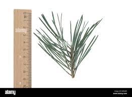 Attēlu rezultāti vaicājumam “Pinus sylvestris leaf”