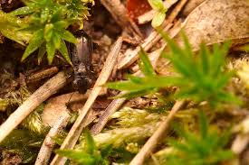 Attēlu rezultāti vaicājumam “Notiophilus palustris”