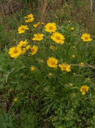 Image result for Coreopsis