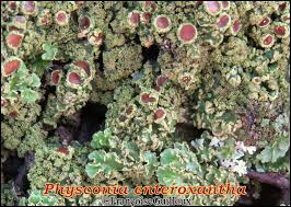 Attēlu rezultāti vaicājumam “Physconia enteroxantha”