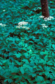 Attēlu rezultāti vaicājumam “Aegopodium podagraria”