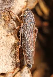 Attēlu rezultāti vaicājumam “Cicadellidae”