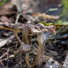 Attēlu rezultāti vaicājumam “Pseudocraterellus”