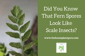 Attēlu rezultāti vaicājumam “Licea chelonoides spores”