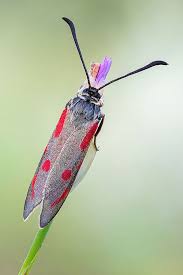 Attēlu rezultāti vaicājumam “Zygaena sp.”