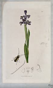 Attēlu rezultāti vaicājumam “Orchis morio”