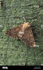 Attēlu rezultāti vaicājumam “Odontopera bidentata”