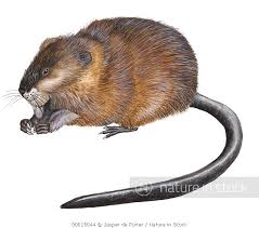 Attēlu rezultāti vaicājumam “Ondatra zibethicus”