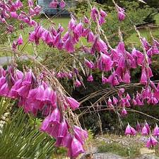 Attēlu rezultāti vaicājumam “Diderma montanum var. album”