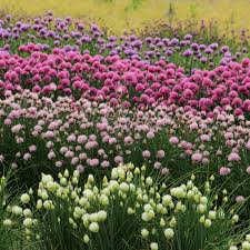 Attēlu rezultāti vaicājumam “Allium schoenoprasum fruit”