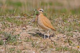 Image result for Cursorius cursor