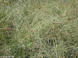 Attēlu rezultāti vaicājumam “Carex diandra”