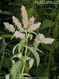 Attēlu rezultāti vaicājumam “Mentha longifolia”