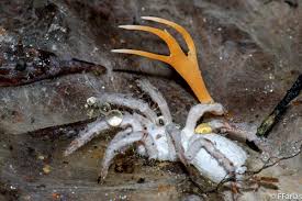 Attēlu rezultāti vaicājumam “Cordyceps polyarthra”