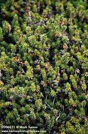 Attēlu rezultāti vaicājumam “Empetraceae”