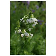 Image result for Polemonium coeruleum album