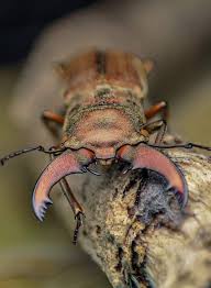 Attēlu rezultāti vaicājumam “Acilius sulcatus male”