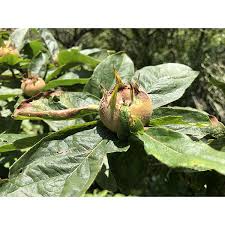 Attēlu rezultāti vaicājumam “Mespilus germanica fruit”